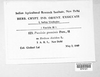Puccinia graminis image